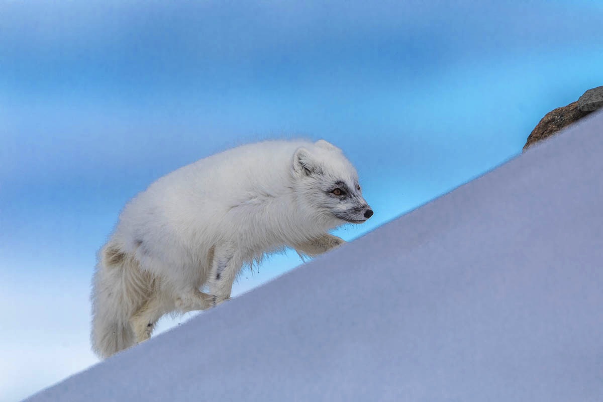 spitsbergen svalbard arctic fox